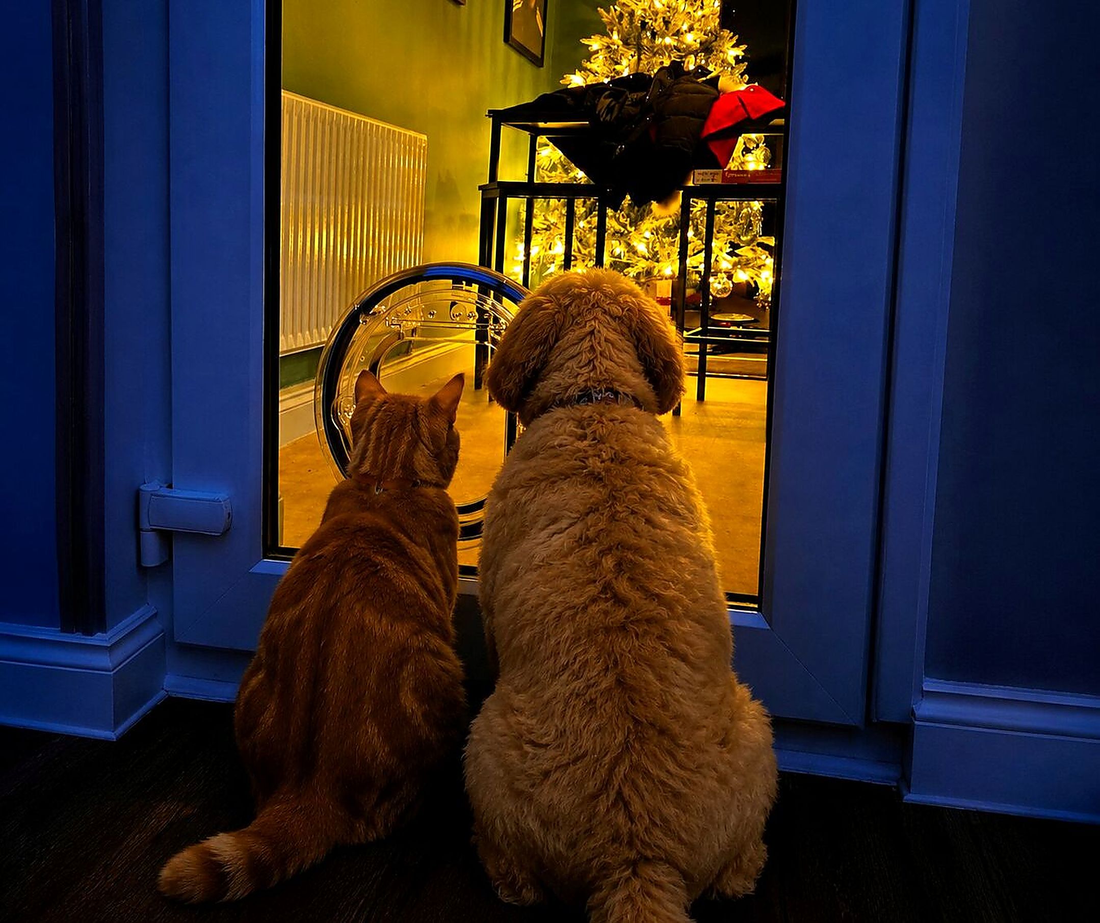 A cat and a dog sitting side by side outside at dusk, waiting at a glazed door fitted with a clear Catwalk pet door, warm light inside