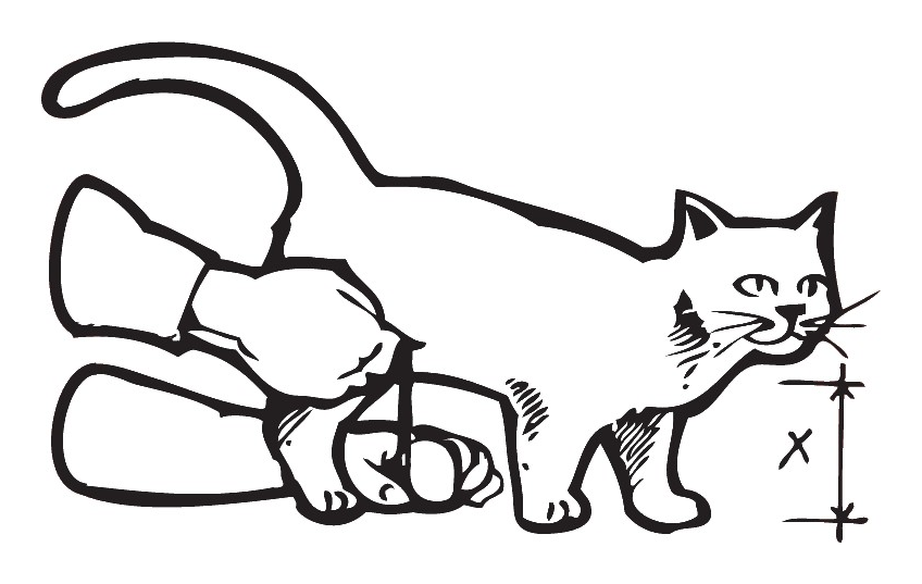 Measuring a cat's belly height from the floor