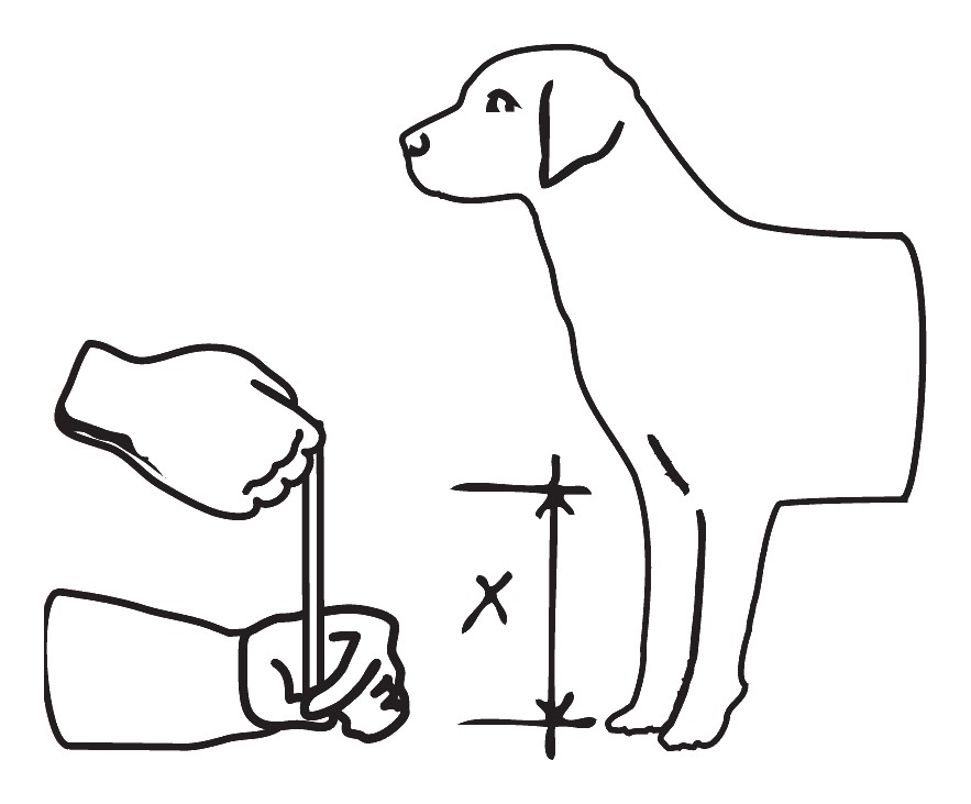 Measuring a dog's belly and shoulder height from the floor