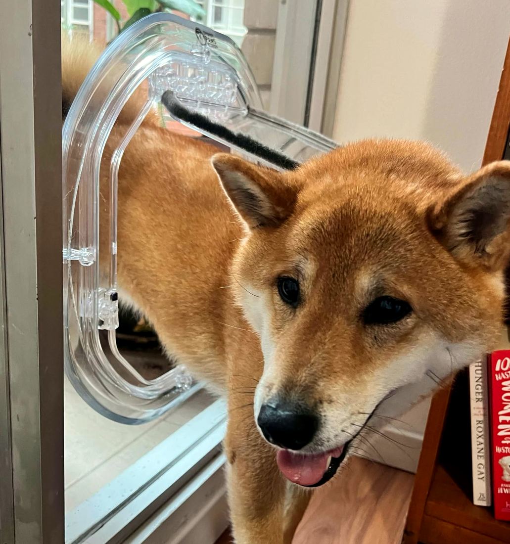 A Shiba Inu stepping through a clear glass fitting Dogwalk pet door