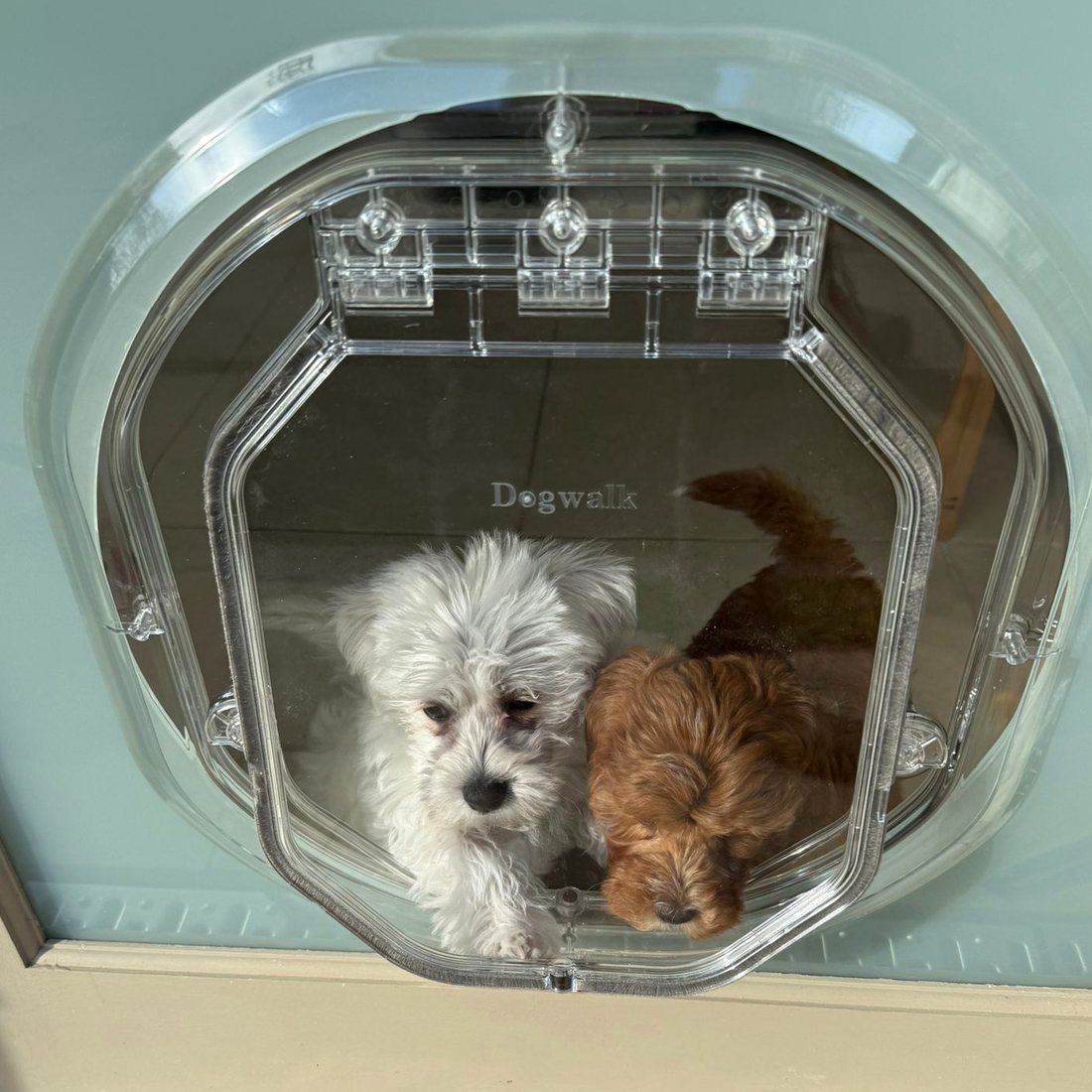 Two small puppies sitting together inside a clear round Dogwalk glass fitting pet door, looking out